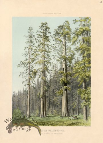 (image for) Giant Sequoia in Mariposa Grove
