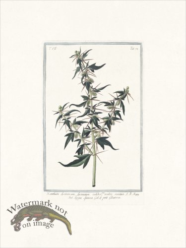 (image for) Bonelli 673 spiny cockleburr