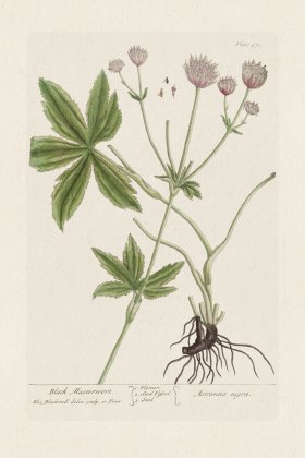 BEE 470 Black Masterwort