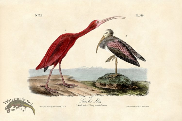 (image for) Scarlet Ibis
