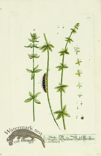 (image for) Blackwell German 260