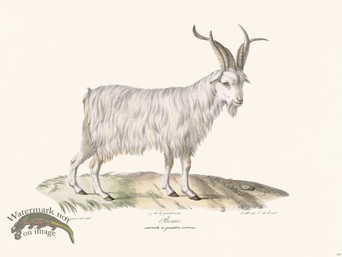 Cuvier 145 Goat