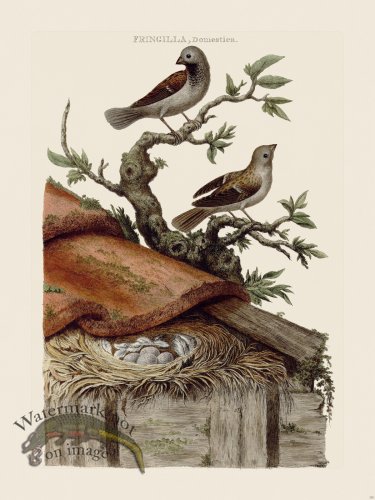 (image for) Nozeman Bird 170