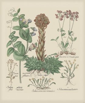 Besler 298 Colored B2