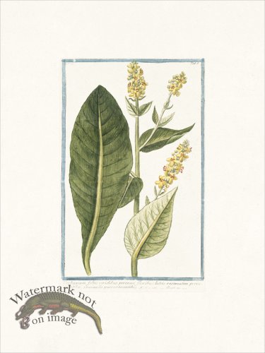 (image for) Bonelli 154 Mullein