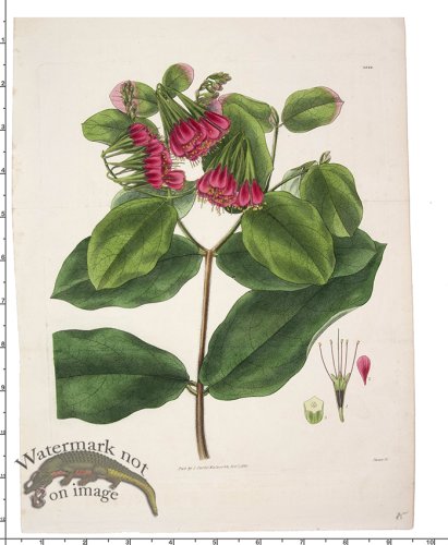 (image for) Curtis Botanical 094