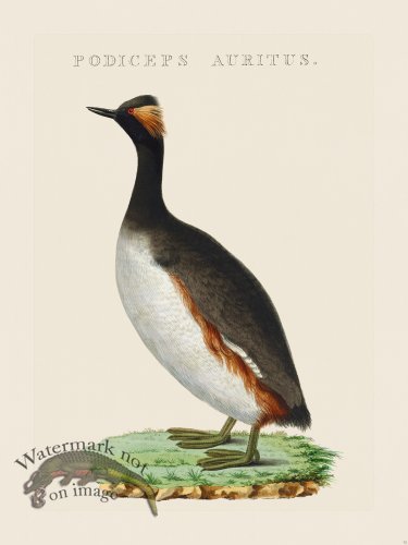 (image for) Nozeman Bird 032