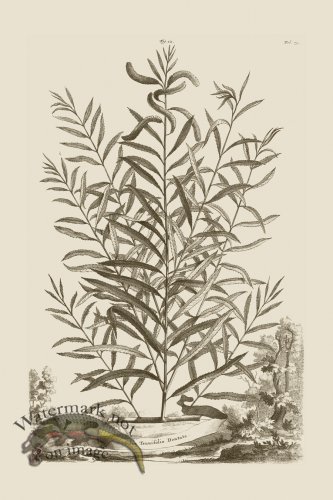 (image for) Abraham Munting 012