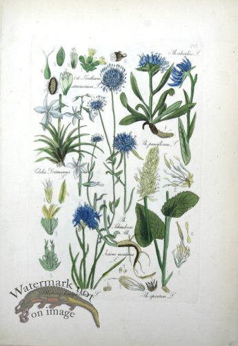 (image for) Deutschlands Flora 17