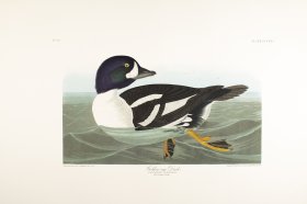 Red-Breasted Merganser