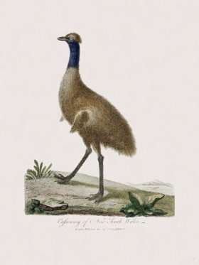 (image for) 01 New Holland Caffowary