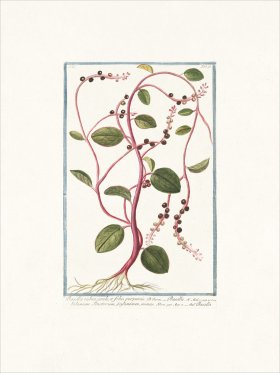 Bonelli 198 Ceylon spinach