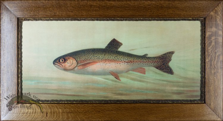 (image for) Rainbow Trout in Antique Frame