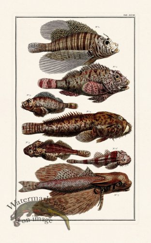 (image for) Seba B2 028