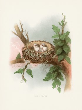 Thomas Gentry Bird 52