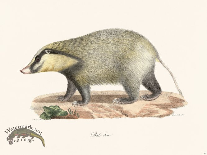 (image for) Cuvier 202 Badger