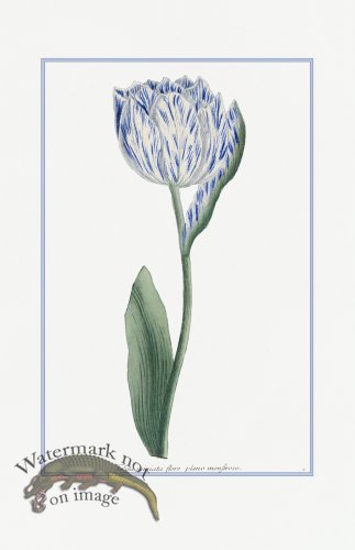 (image for) Blue Weinmann S 05