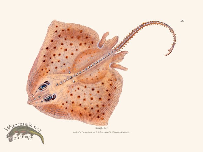 (image for) 058 Rough Ray