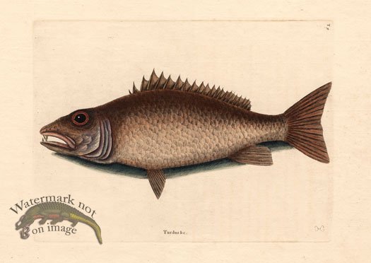 (image for) Catesby Fish 6