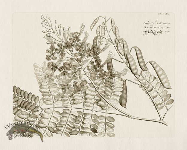 (image for) HORTUS VOl 06 01