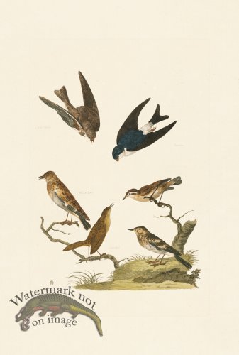 (image for) Pennant Zoology 078
