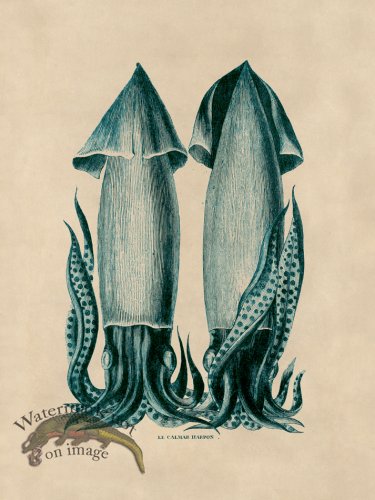 (image for) Octopus Teal 43