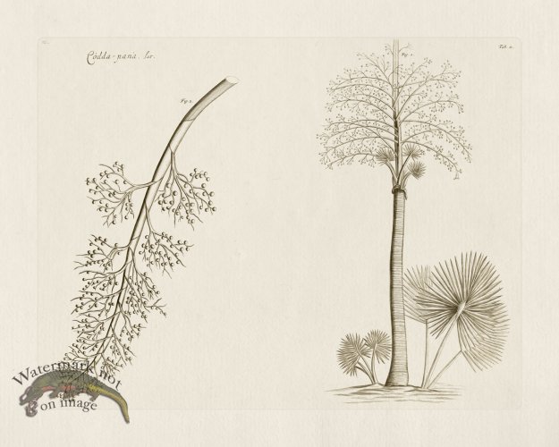 (image for) HORTUS VOl 03 11