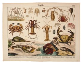 (image for) Crustacean Lobster Crab