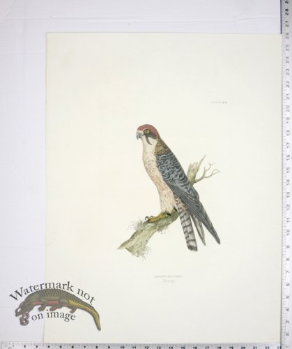 (image for) Red Legged Hobby