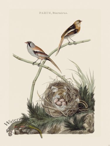 (image for) Nozeman Bird 174