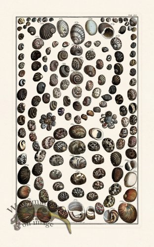 (image for) Seba B2 041