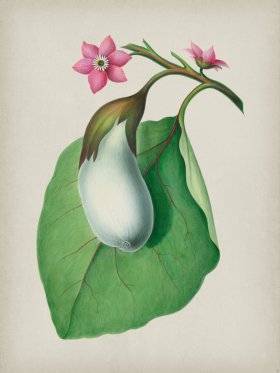 Andean Botanicals 007