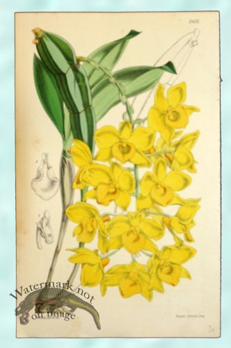 (image for) Curtis Orchids 13