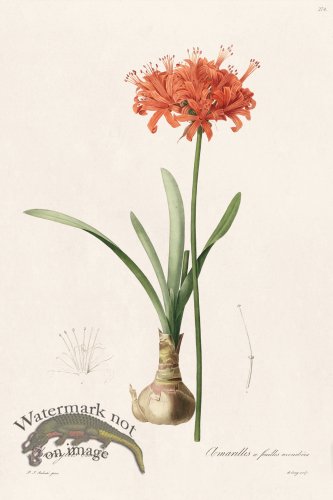 (image for) Les Liliacees Redoute 274