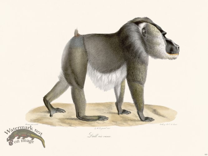 (image for) Cuvier 323 Very Old Drill