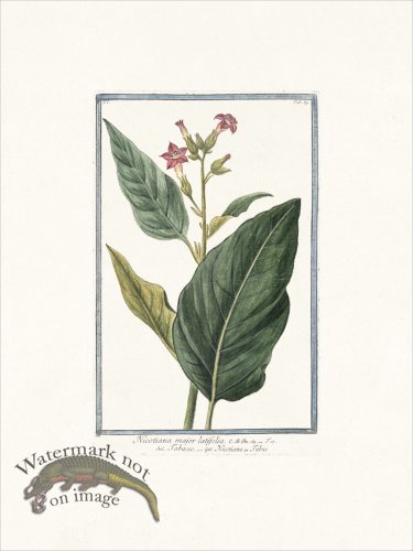 (image for) Bonelli 089 Tobacco