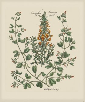 Besler 262 Colored B2