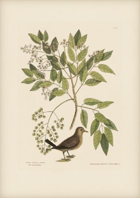 026 Ground Dove