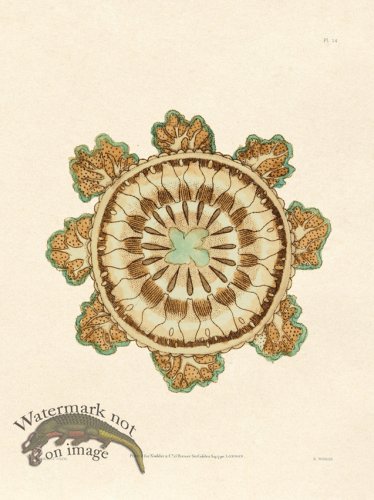 (image for) Shaw Nodder SL 14