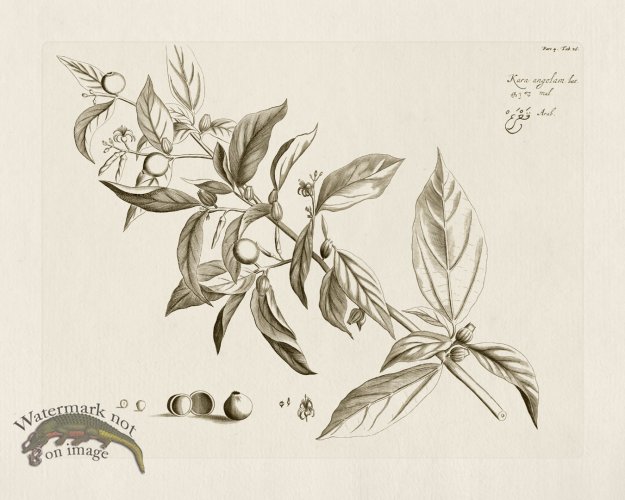 (image for) HORTUS VOL 04 26