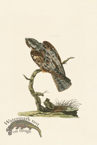 (image for) Pennant Zoology 086
