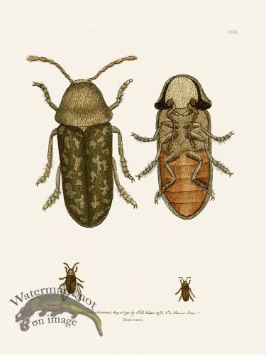 (image for) 104 Death- Watch