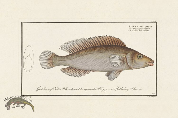 (image for) BLOCH FISH 292