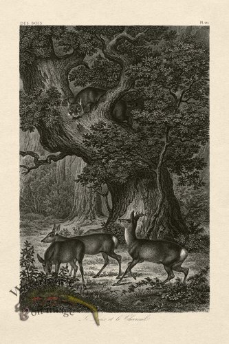 (image for) Hoefer Tree 20