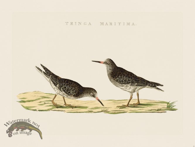 (image for) Nozeman Bird 081