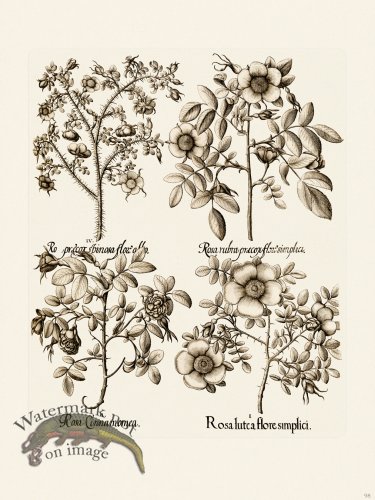 (image for) Besler 098 B1