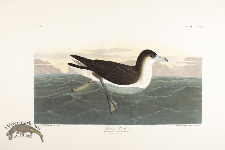 (image for) Dusky Petrel