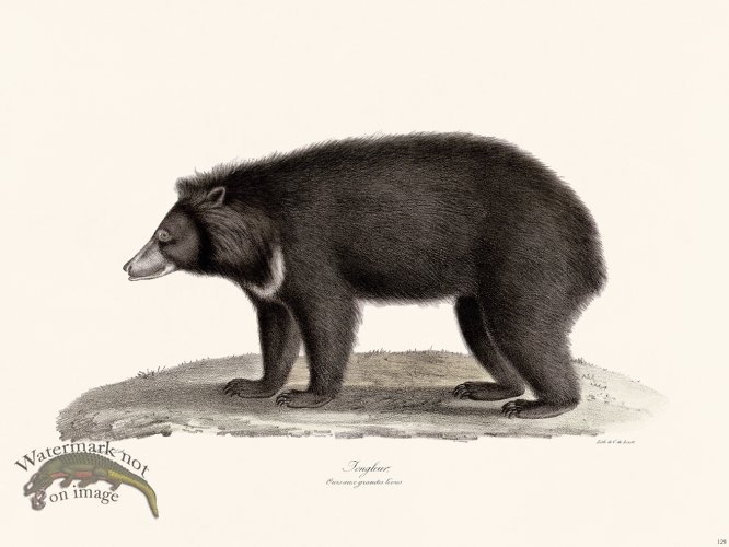 (image for) Cuvier 128 Sloth Bear