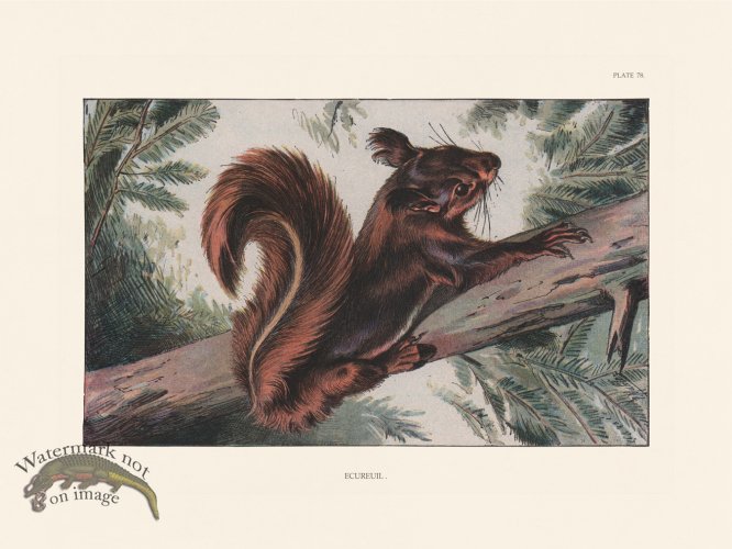 (image for) Les Chiens 078