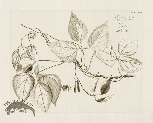 (image for) HORTUS VOl 08 37